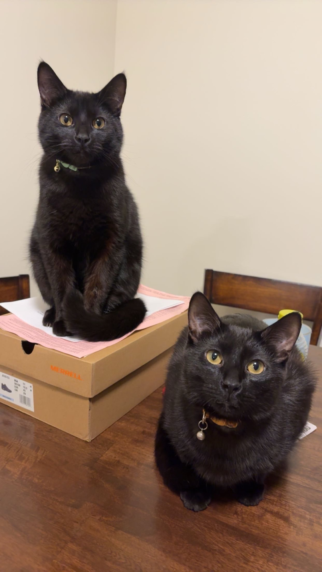 Rexx and Binx, the two black cat mascots of BOLD Brothers Roofing & Exteriors — Rexx wears a green collar and Binx wears an orange collar